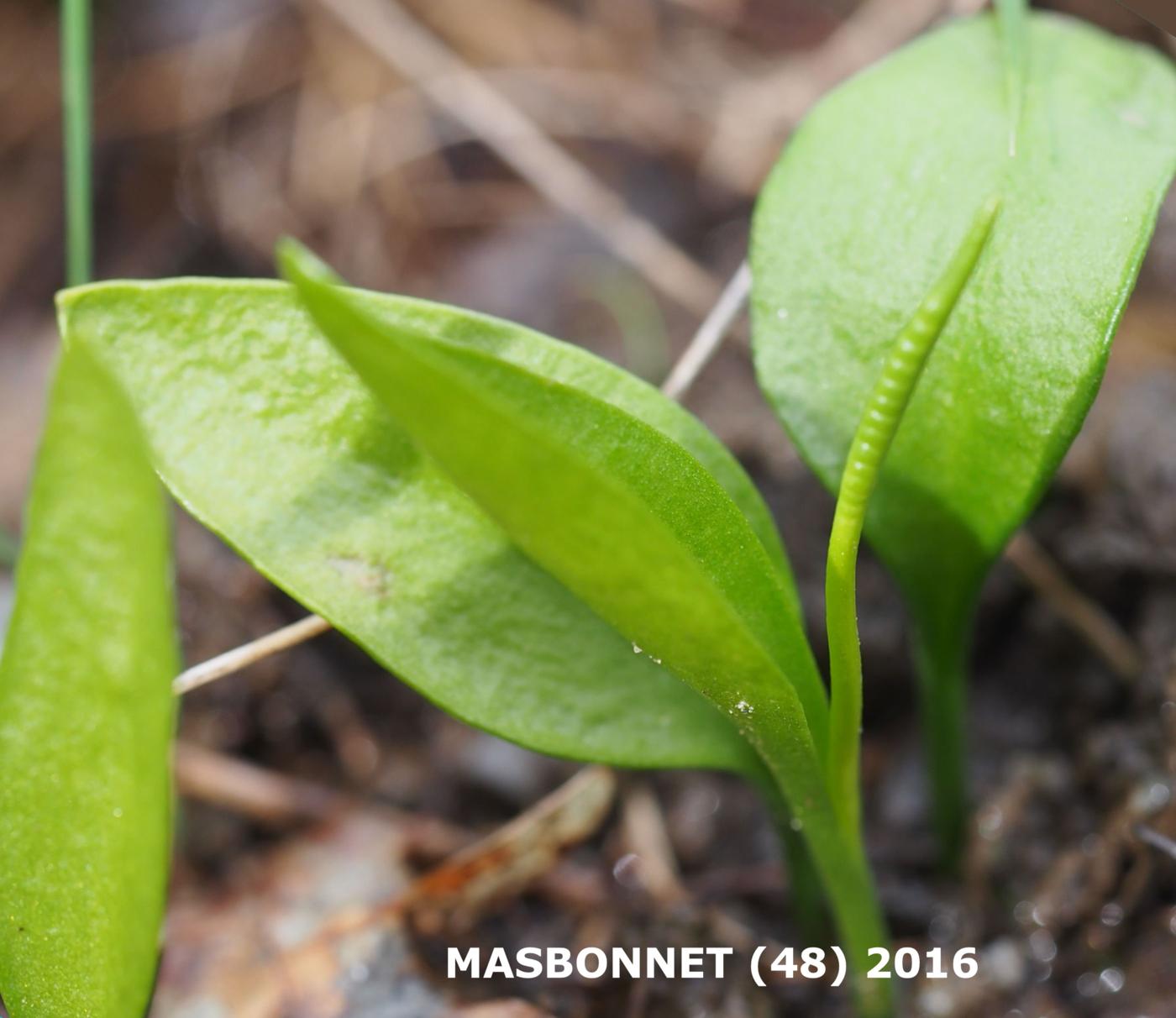Adderstongue, Small leaf